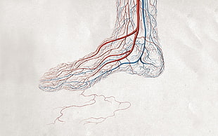 foot nervous system, digital art, minimalism, legs, feet