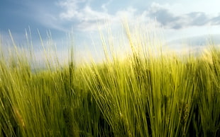 green grasses, macro, nature, spring, wheat HD wallpaper