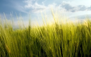 green grasses, macro, nature, spring, wheat
