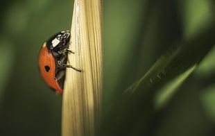 ladybug beetle perched on brown leaf closeup photography