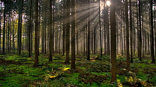 brown tree trunks during daytime
