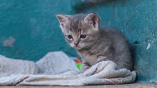 kitten sitting on gray textile, animals, cat, pet, kittens