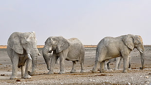 three gray elephants on gray desert