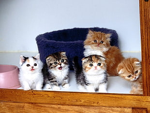 five Tabby kittens near door