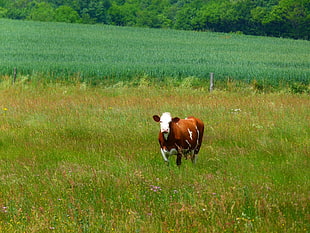 brown and white cattle on green field during daytime