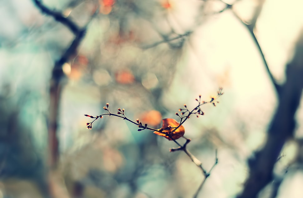 brown tree branch in soft-focus photography HD wallpaper