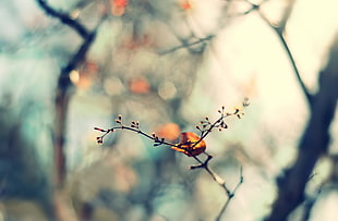 brown tree branch in soft-focus photography