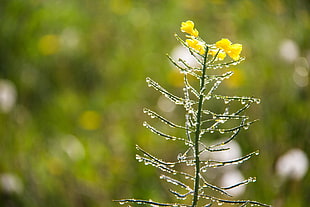 selective focus of yellow petaled flower with water dew