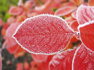 red petaled flower HD wallpaper