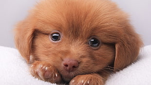 short-coated brown puppy, dog, puppies, animals