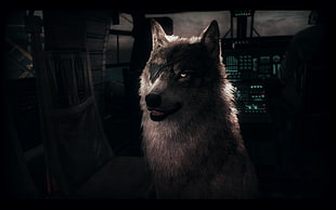 gray wolf HD wallpaper