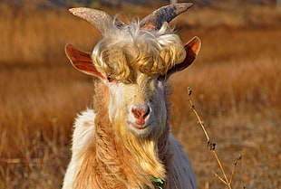 white goat in tilt shift lens shot