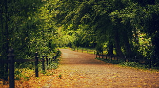 green leafed tree, road, trees, forest HD wallpaper