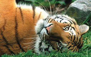 brown,white,and black tiger laying on green grass