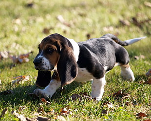 tri-color beagle