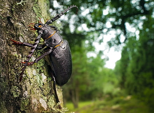 black beetle, trees, insect, beetles, wood