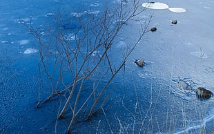 landscape photography of frozen lake with twigs and stones