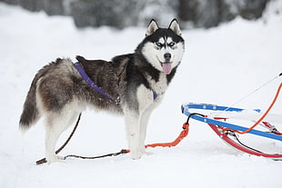 white and gray adult Siberian Husky with sled