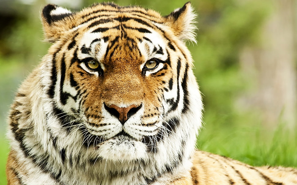Tiger photo HD wallpaper