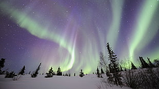 green aurora borealis, aurorae, forest, landscape, nature HD wallpaper