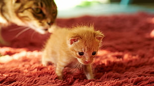 orange tabby kitten, cat, kittens, animals