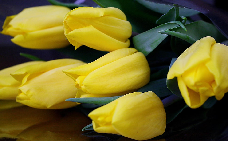 yellow tulips HD wallpaper