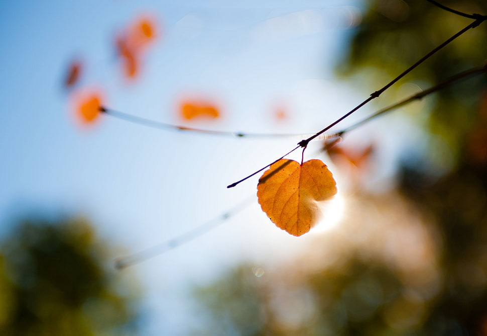close-up photography of brown leaf HD wallpaper