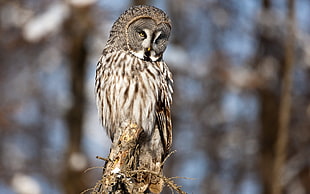 brown and white owl, birds, owl, depth of field