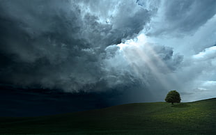 tree under dark clouds