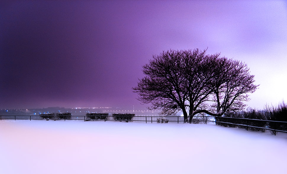 landscape silhouette photo of trees with snow field HD wallpaper