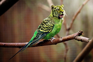selective focus of green budgerigar with tiger head edited photo HD wallpaper