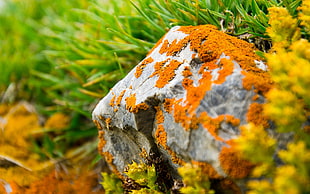 gray rock with orange powder during daylight