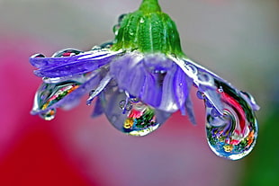 macro photography of a purple flower with water drops HD wallpaper