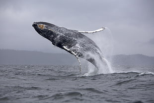 whale jumping on the sea