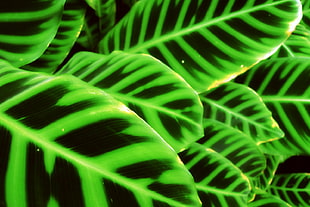 green and black leaf plant