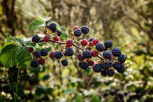 selective focus photography raspberry on branch HD wallpaper