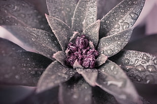 macro photography of grey and purple leaf plant