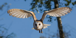 shallow focus photo of flying owl