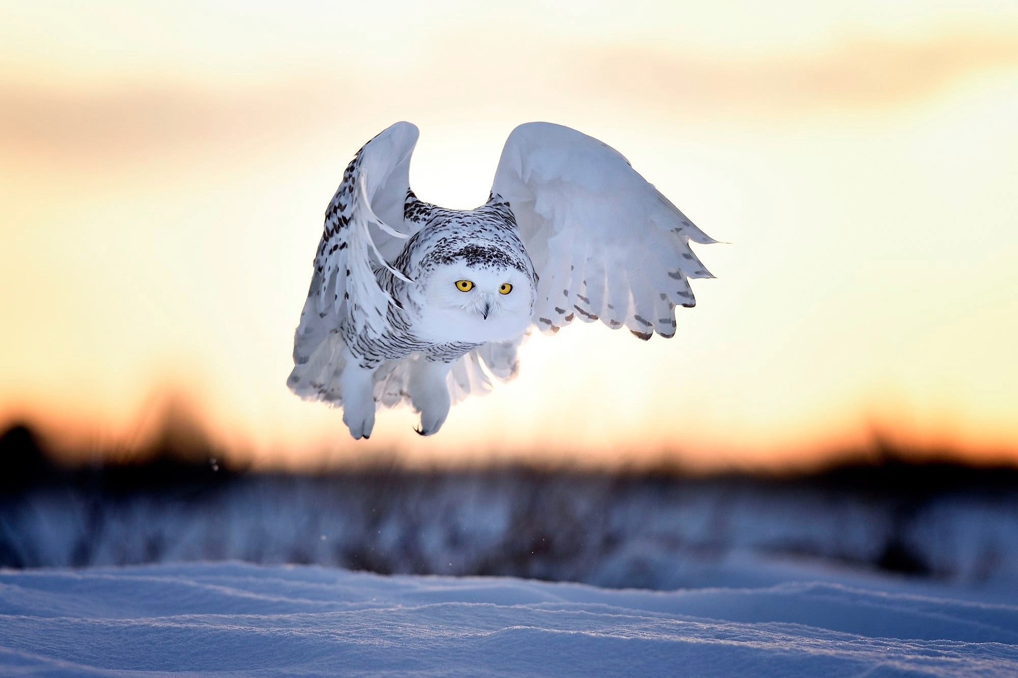 black and white owl, animals, owl