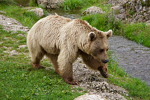 brown bear during day time