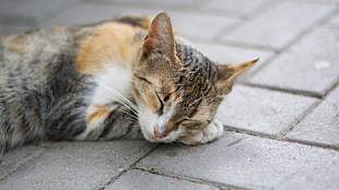 tabby cat sleeping on pavement HD wallpaper