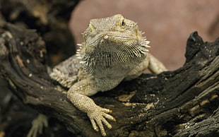 albino bearded dragon, macro, lizards, reptiles, animals HD wallpaper