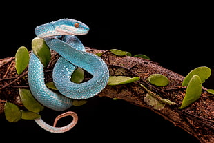 blue snake, branch, snake, leaves, reptiles