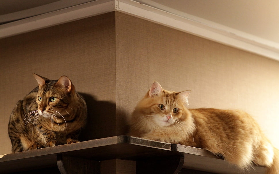 two brown and orange tabby cats on floating shelf HD wallpaper