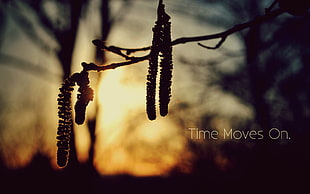 brown branch with time moves on text overlay, nature, sunlight, twigs, blurred HD wallpaper