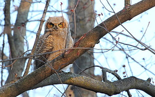 brown owl on tree branch