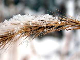 shallow focus photography of snow on brown leaves