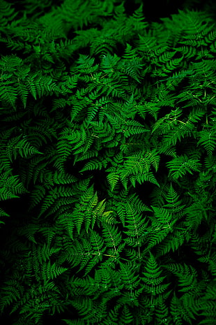green leafed plant, Leaves, Plant, Green HD wallpaper