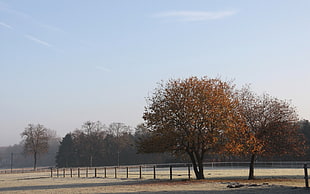 photo of black and brown tree