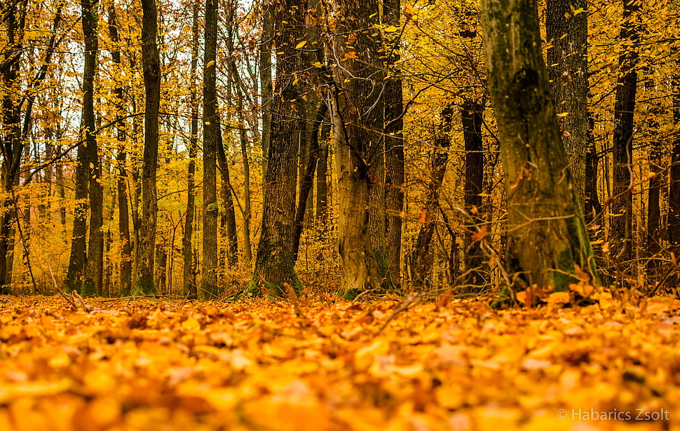 maple trees, forest HD wallpaper
